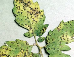 Leaf spot of tomato